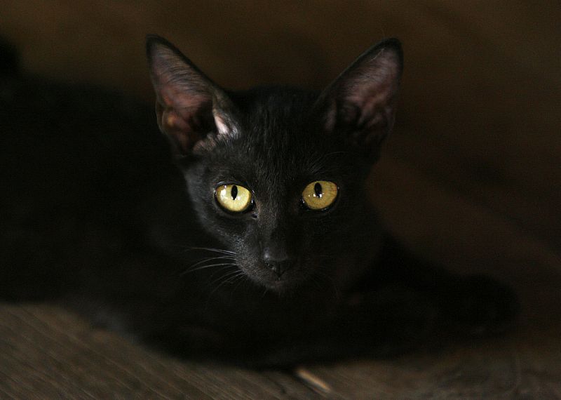 Un gato negro