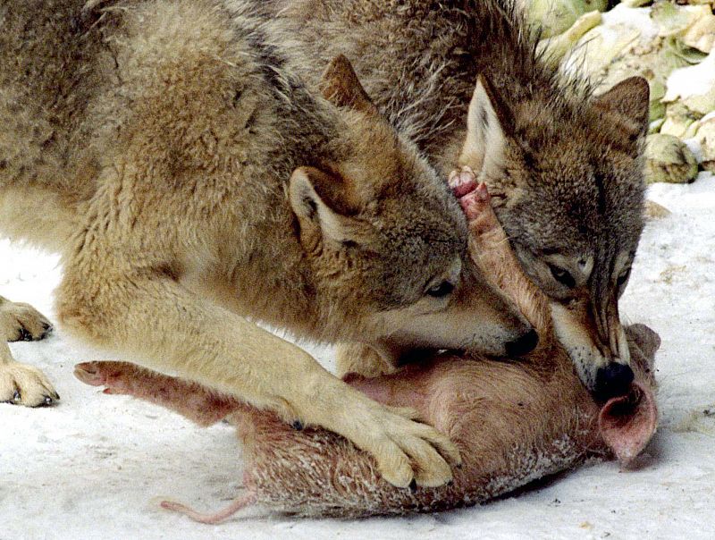 Dos lobos atacando a un cerdo