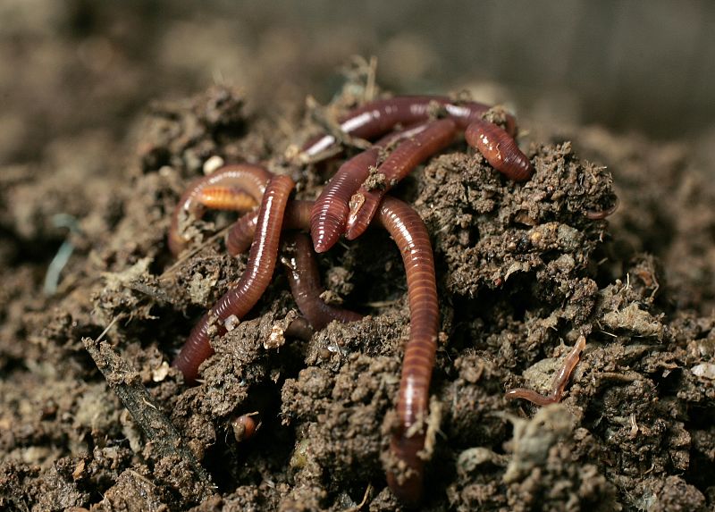 Gusanos de tierra