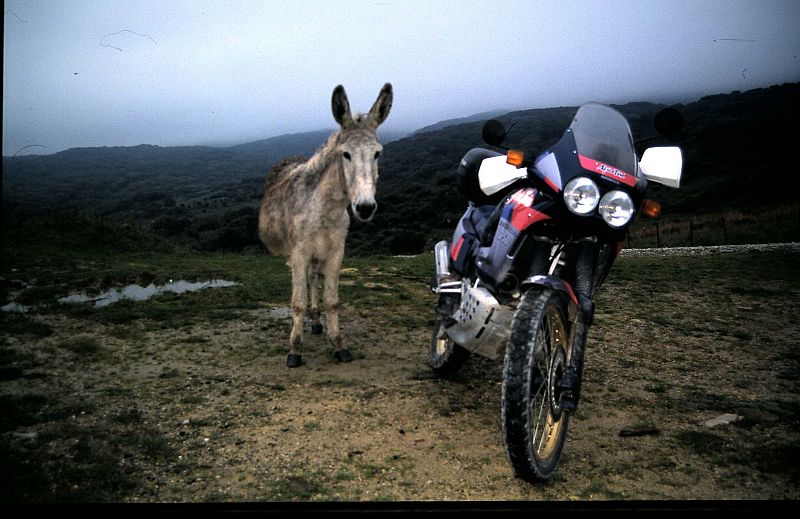 AMARO OLIVARES MECA.