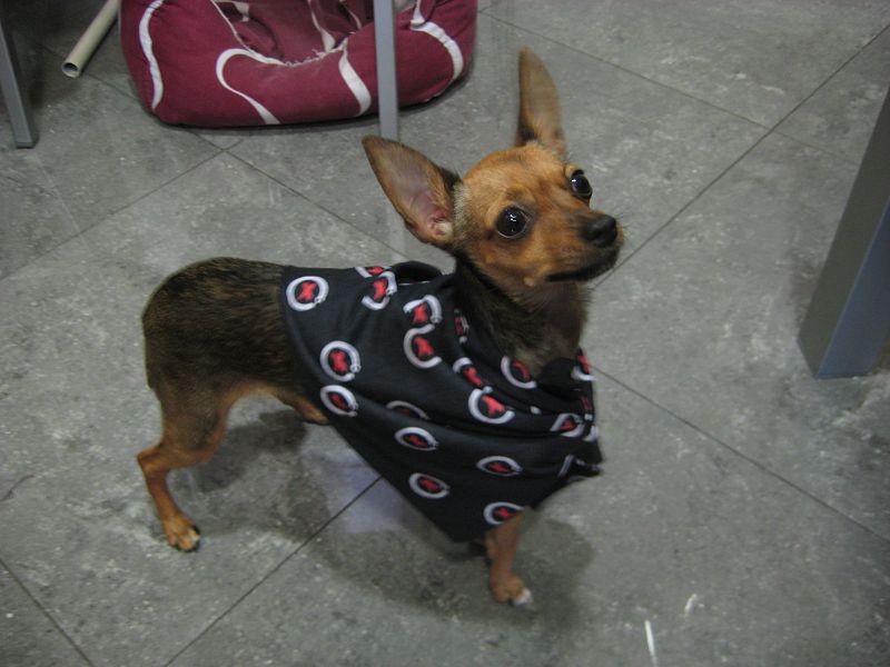 Dolores  López Iniesta .