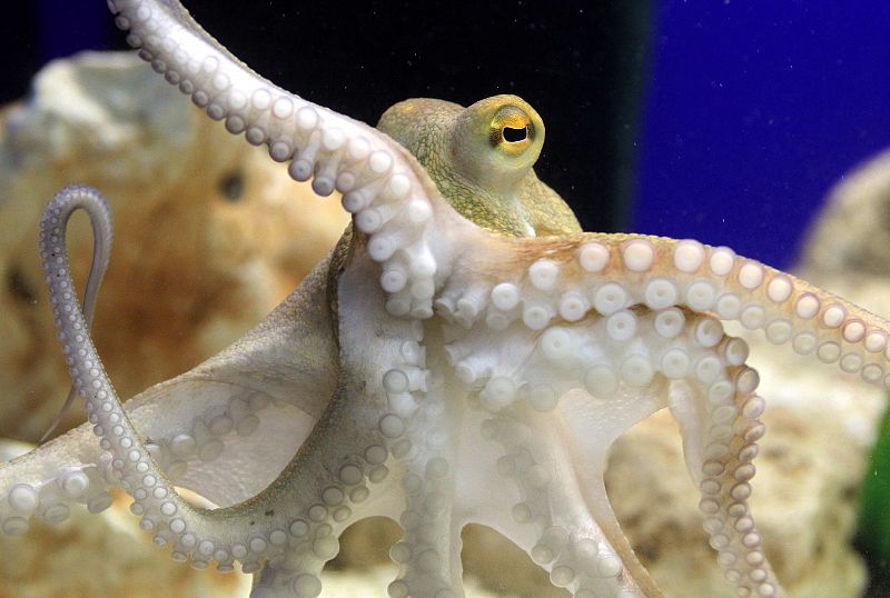 Paul II llegó al acuario alemán hace unas semanas y ahora es el centro de atención del lugar.