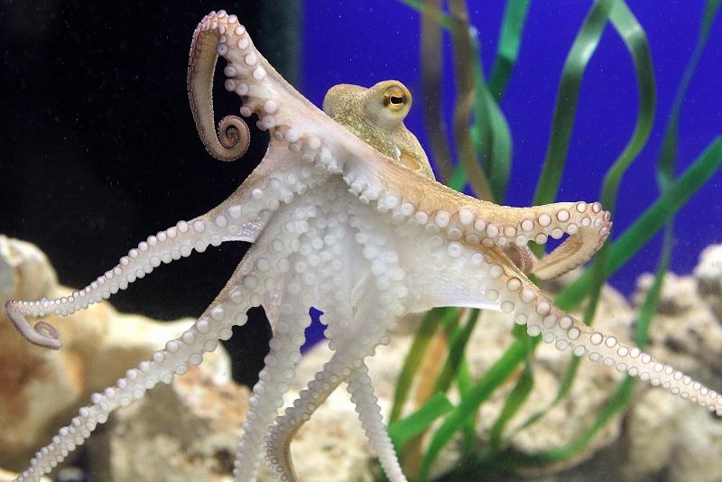 Una imagen del pulpo Paul II en el acuario Sea Life de Oberhausen, al oeste de Alemania.