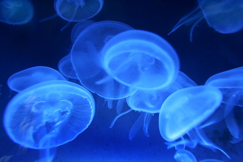 Un grupo de medusas nada en el tanque de un Aquarium italiano