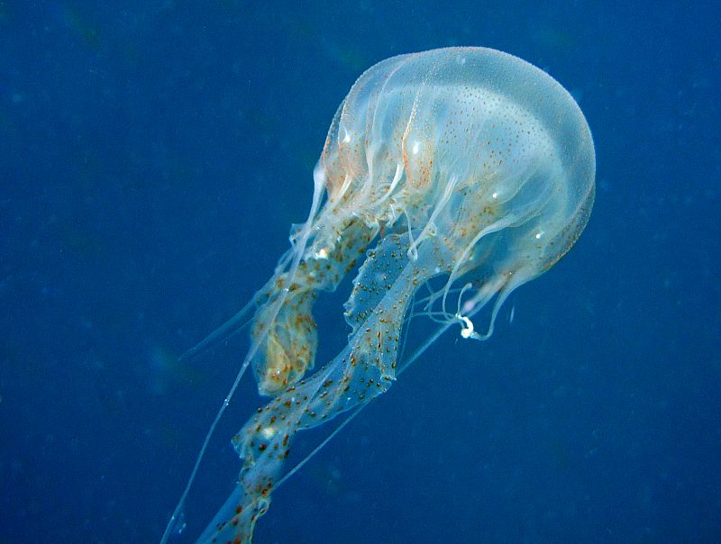 Las medusas viven en todas las partes del planeta, porque cada especie necesita unas condiciones determinadas para sobrevivir. Algunas sólo pueden existir en aguas muy frías y otras, sin embargo, en aguas cálidas