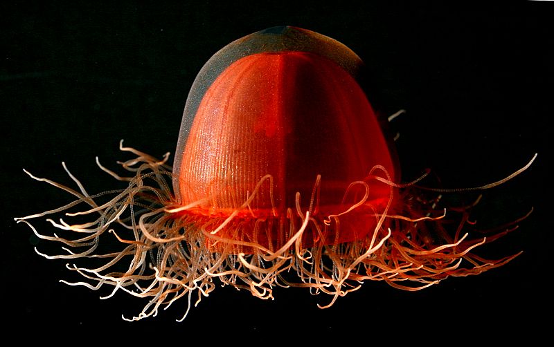 La medusa común, 'Aurelia aurita'  vive en todos los mares del planeta excepto en las frías aguas de los Polos.