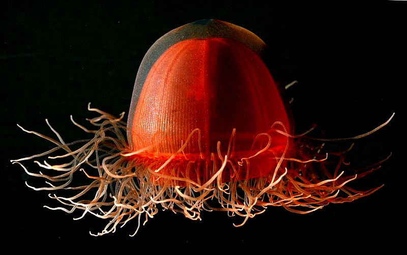 Las medusas son algunas de las especies de la Tierra con mayor variedad y mayor colorido de todos los animales