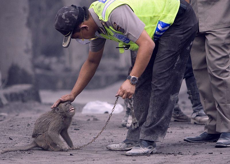 Un policía acaricia a un pequeño mono que ha sobrevivido a la erupción.