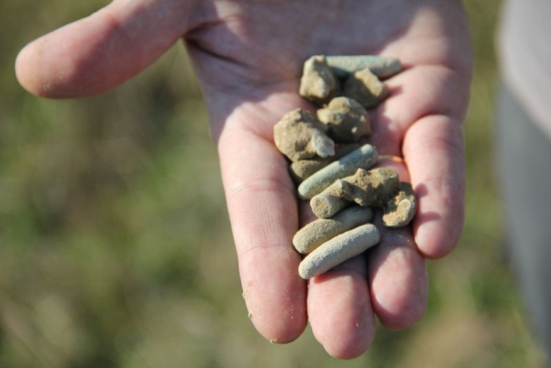 Exhumación de Calzada de Oropesa 2