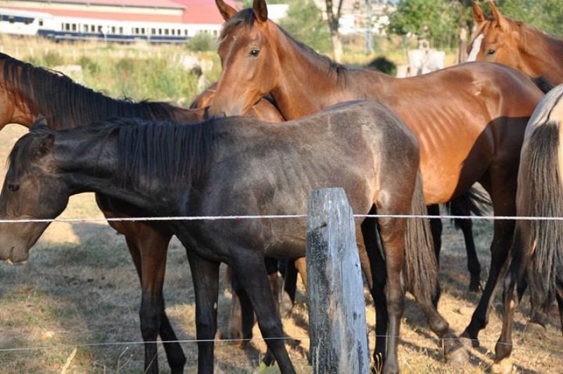 El aspecto famélico de los caballos demuestra la gravedad de su situación