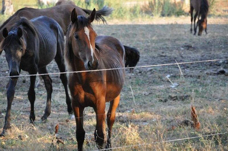 Algunos ejemplares intentan escapar del recinto para encontrar comida