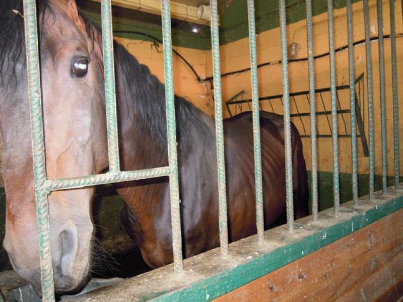 Los sementales, casi 40, se encuentran encerrados en el establo de la finca