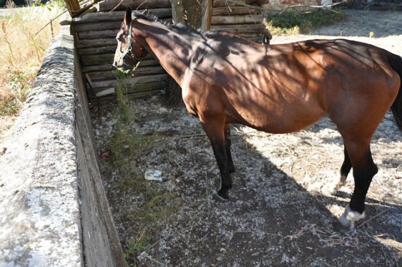 Los equinos tienen que comer alguno de los pocos matojos de hierba que todavía quedan en la finca