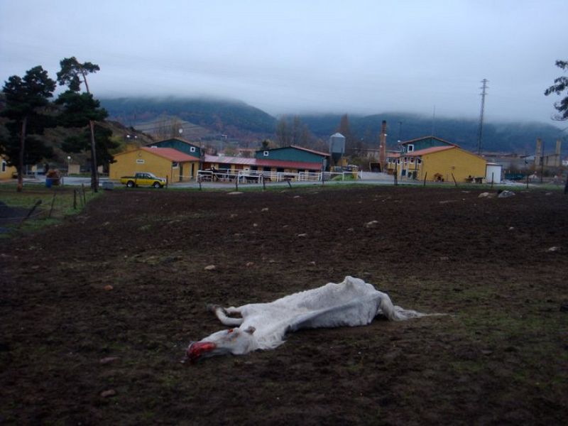 Otro de los caballos fallecidos en el interior del recinto, el cuarto en tres días