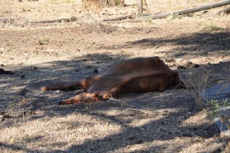 Uno de los caballos fallecidos por inanición