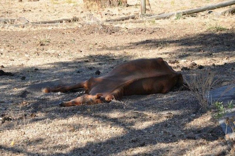 Uno de los caballos fallecidos por inanición