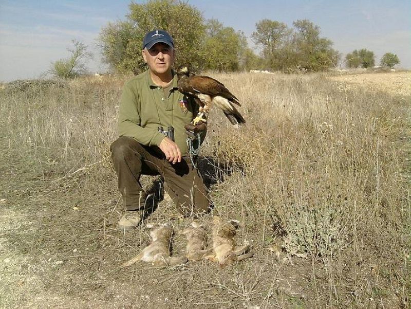 Jose Madrid Millan con Tejedora prima de Harris hawk de una muda con tres conejso capturados en la mañana