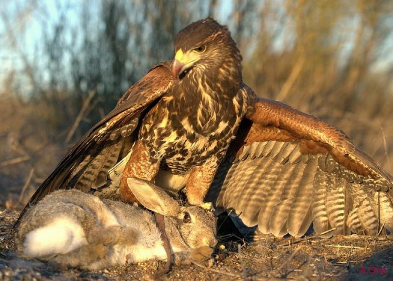 Tejedora prima pollo de Harris Hawk Parabuteo unicinctus