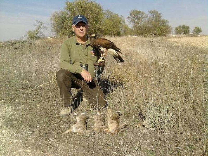 Jose Madrid Millan con Tejedora prima de Harris hawk de una muda con tres conejso capturados en la mañana 