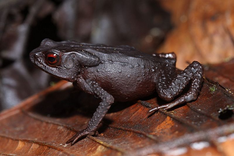 Una de las nuevas especies descubiertas fue este sapo con ojos de color rubí