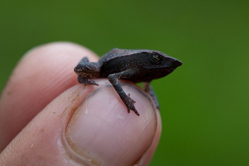 El sapo de nariz aguileña y hocico puntiaguado, una de las nuevas especies colombianas