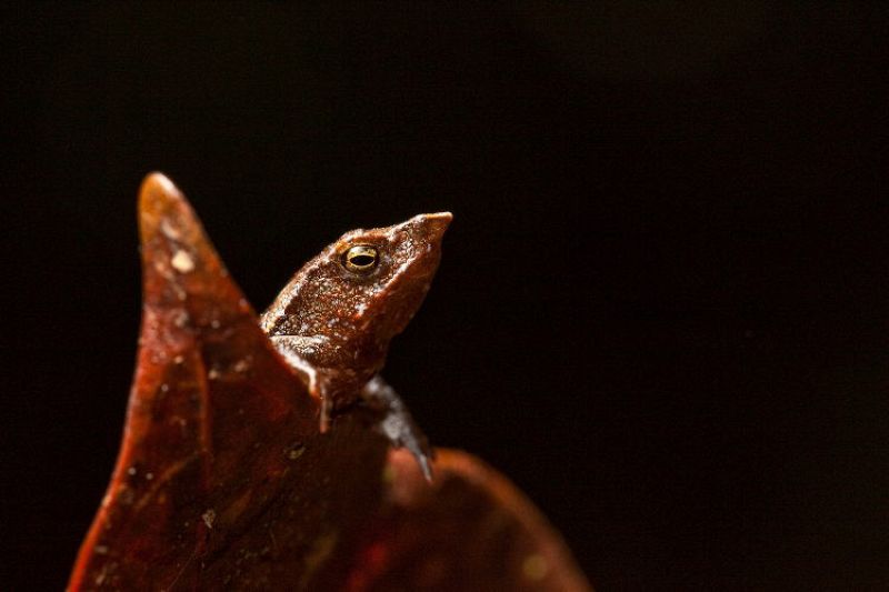 El sapo "parecido al señor Burns", según Robin Moore