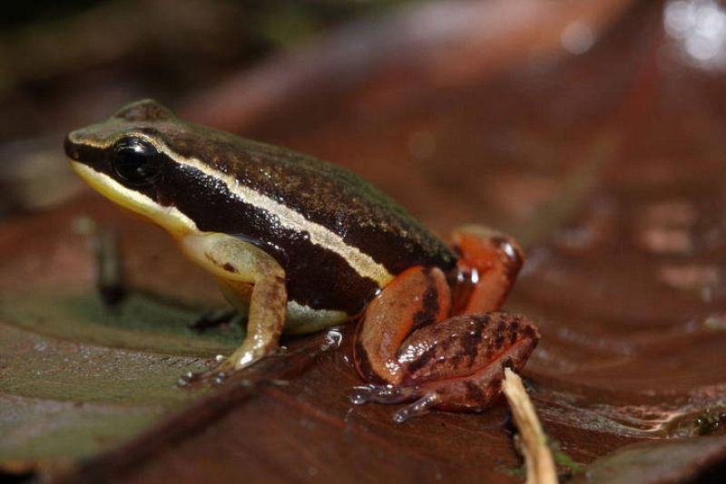 Una rana cohete, la tercera nueva especie descubierta durante una expedición en la selva colombiana