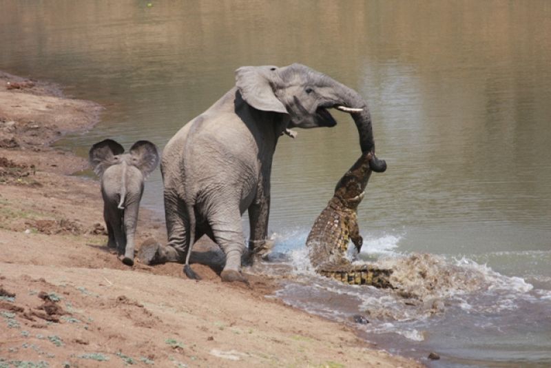 La lucha sólo duró 15 segundos, pero en un momento determinado el paquidermo dobla las patas traseras y a punto está de caer al agua