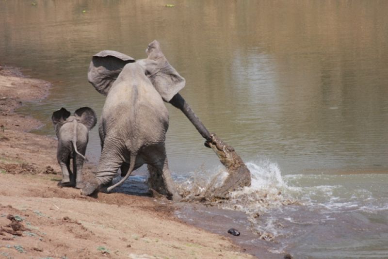 A pesar de los tirones del reptil, el elefante consiguió mantener el equilibrio y alejarse de la orilla