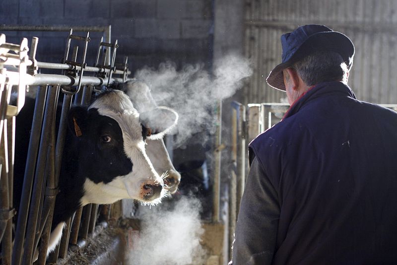 Un ganadero cuida de sus vacas en el establo en una mañana de mucho frío.