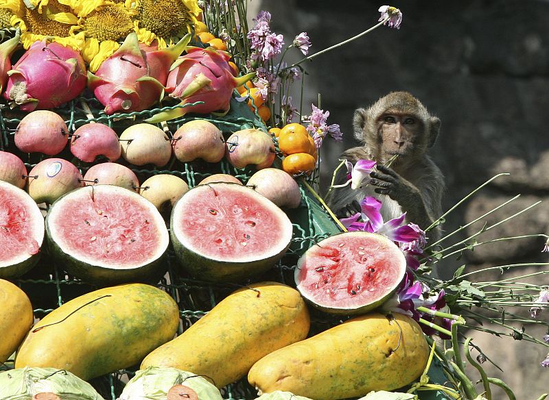 En esta ocasión, los vecinos de Lopburi (Tailandia) donde se celebra el Festival prepararon una impresionante pirámide de frutas y verduras. En total, cuatro toneladas para que los macacos pudieran darse un festín.