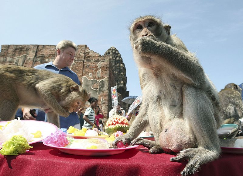 Muchos tailandeses creen que alimentar a los macacos les traerá buena suerte, pero cada año se acercan más turistas para conocer el Festival de los Monos por su relativa proximidad a Bangkok, a unos 200 kilómetros