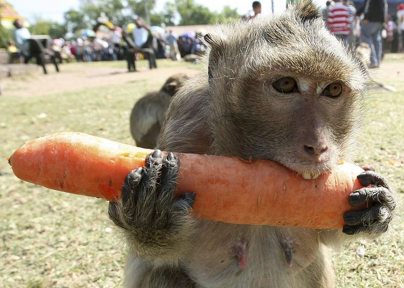 Un mono come una zanahoria durante la Fiesta de los Monos en la ciudad de Lopburi, Tailandia.