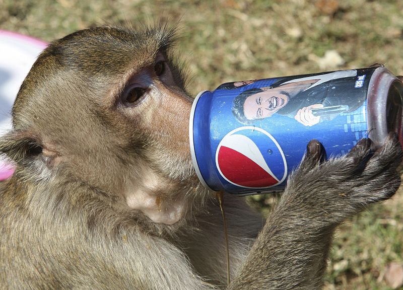 Las ofrendas que se realizan durante el ritual de los monos son muy variadas. Pero con un mismo fin, que los macacos disfruten de un festín gastronómico. En la imagen, uno de los monos bebiendo un refresco.