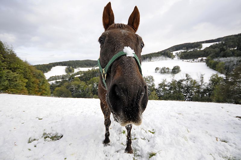 Un caballo posa delante de la cámara en las afueras de un pequeño pueblo de Viena (Austria) tras una gran nevada