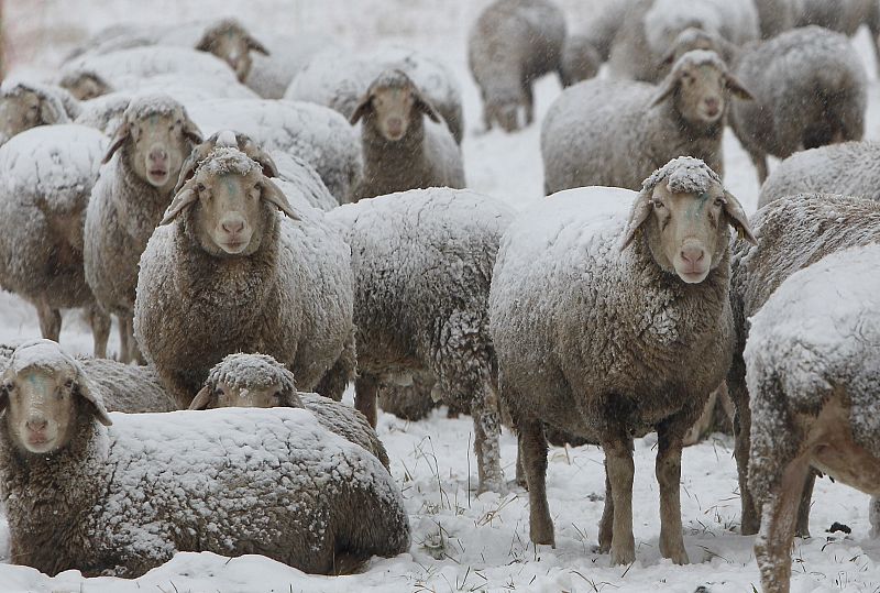 Un rebaño de ovjeas soportan estoicamente una de las grandes nevadas caídas en Alemania durante el último invierno