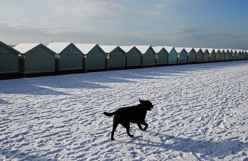 Un perro corre junto a unas casetas de playa en Brighton, Inglaterra, donde vivieron su peor invierno en enero del año pasado