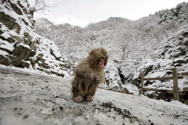 Un macaco japonés sentado en la nieve tras escalar uno de los montes de la ciudad japonesa de Yamanouchi