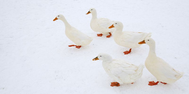 Un grupo de patos atraviesa sobre la superficie de un estanque congelado en Haddenam, al sureste de Inglaterra