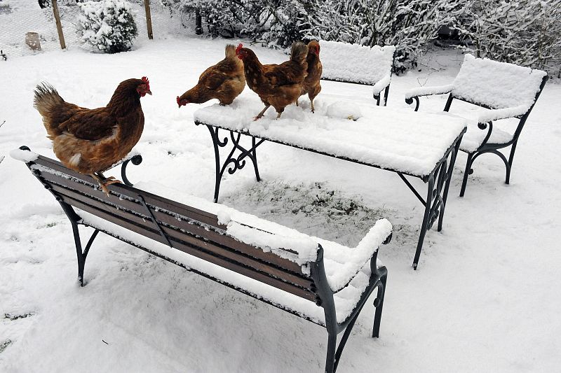Gallinas subidas en unos bancos y mesas cubiertos por la nieve que había caído en Helperby, al norte de Inglaterra