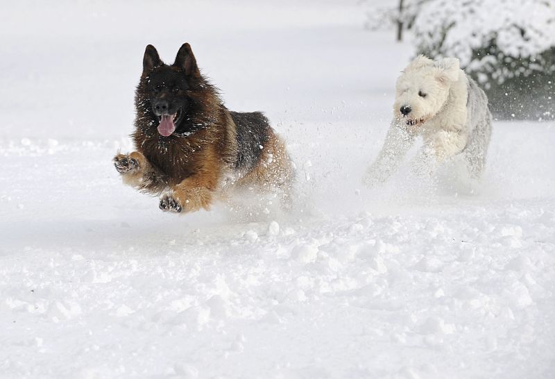 Dos perros jugando en la nieve en la localidad asturiana de La Fresneda