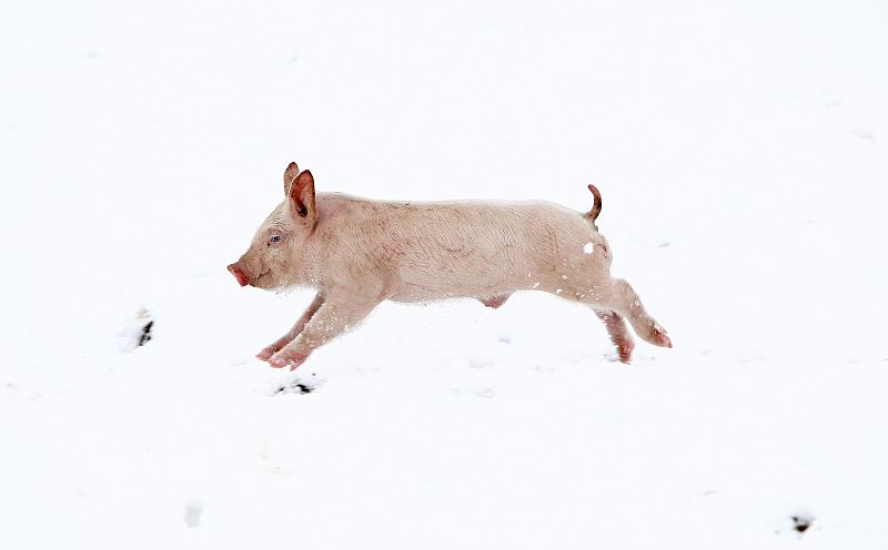 Un lechón salta y juega sobre la nieve en una fábrica de cerdos cerca de Thame, en Oxford (Inglaterra)