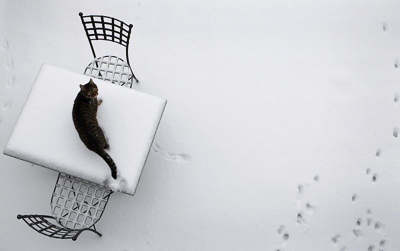 Un gato subido encima de una mesa nevada de un jardín en Hanau, a 30 kilómetros de Frankfurt (Alemania)