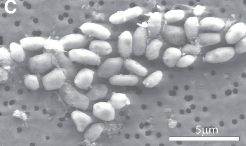  Los investigadores Instituto de Astrobiología de la NASA encontraron a la bacteria de la familia Halomonadaceae en las aguas tóxicas y salobres del Lago Mono, en California. 