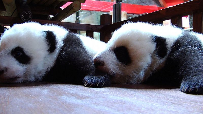 Los dos pandas descansan juntos en su nueva cuna