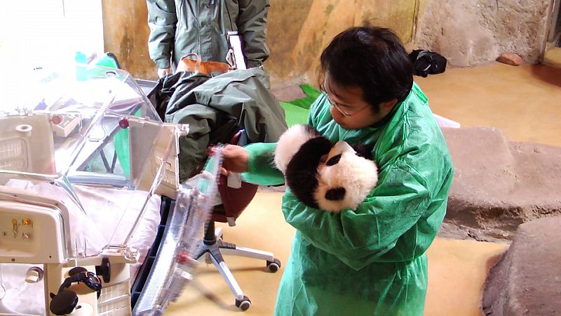 Momento en el que Yuan Bo, el experto en la cría de pandas que ha venido de China, traslada a uno de los animales a su nueva cuna