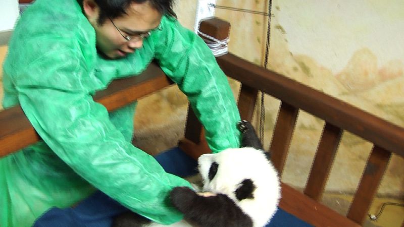 El primero de los pandas ya está en la cuna, y sin protestar