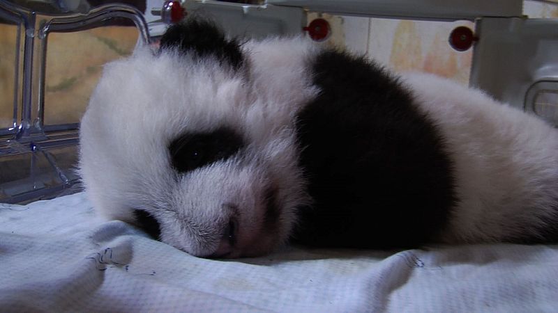 Uno de los ositos duerme en la incubadora donde han pasado sus primeros tres meses de vida