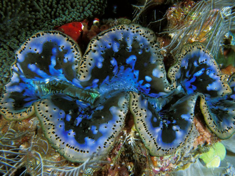 Hay varias especies de almeja gigante, como las más grandes 'Tridacna', la de esta fotografía, que basan más su dieta en la fotosíntesis que en la alimentacion por filtración.