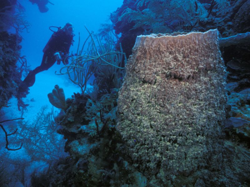 La esponja barril gigante, 'Xestopongia muta', es familiar para cualquiera que haya buceado en un arrecife del Caribe. Al igual que muchas esponjas, hay cianobacterias fotosintéticas que viven dentro de sus células.